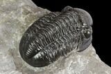 Gerastos Trilobite Fossil - Morocco #125236-3